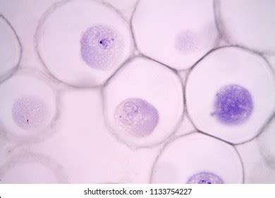 Mitosis Animal Cell Under Microscope Stock Photo 1133754227 | Shutterstock