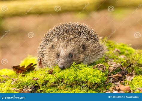 Hedgehog in Natural Woodland Habitat Stock Image - Image of bright, copy: 142453157