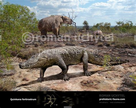 Quinkana | Prehistoric animals, Megafauna, Animals images