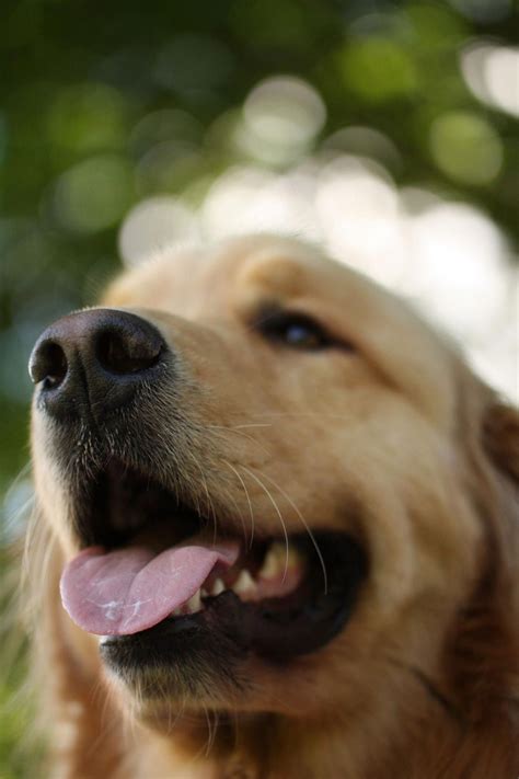 That famous Golden Retriever smile #goldenretrieversaremagical | Golden retriever, Best dog ...