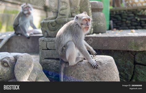 .behavior Monkeys Image & Photo (Free Trial) | Bigstock