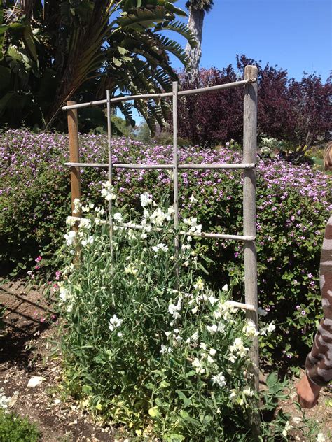 Home made trellis from twigs for sweet peas Pea Trellis, Garden Trellis, Diy Garden, Garden ...