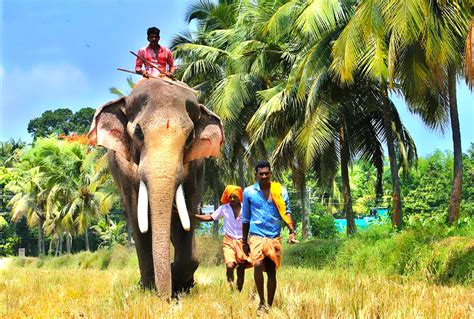 Top Ten Famous Elephants in Kerala