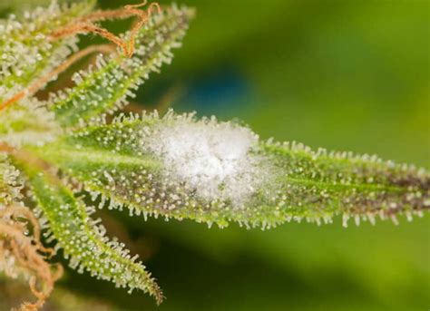 What Does Mold Look Like on Weed? - Cannabis 101 - Leaf Nation