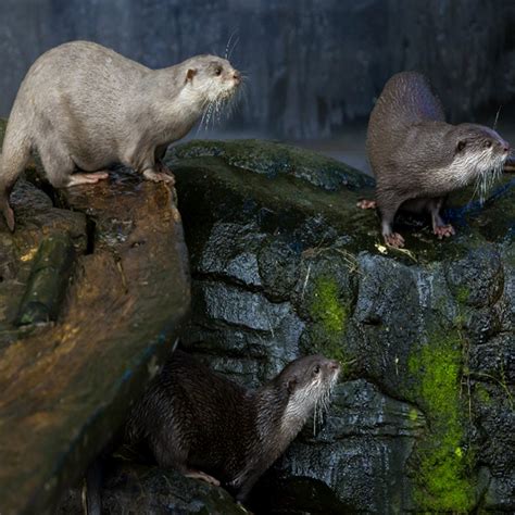 Visit SEA LIFE Loch Lomond Aquarium Centre