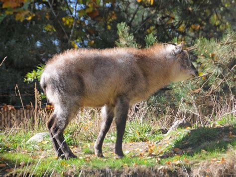 The Online Zoo - Japanese Serow