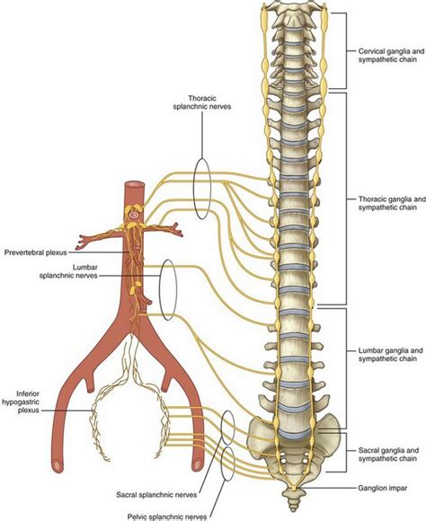 Surgical Anatomy of the Retroperitoneum, Adrenals, Kidneys, and Ureters ...