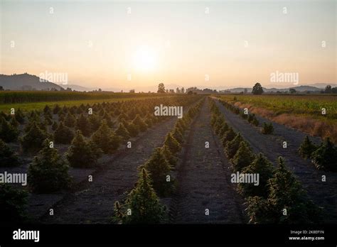 Aerial view of large cannabis medical marijuana hemp fields at sunset Stock Photo - Alamy