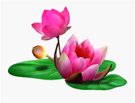 Lotus Clip Art - Transparent Background Lotus Flowers Png , Free Transparent Clipart - ClipartKey