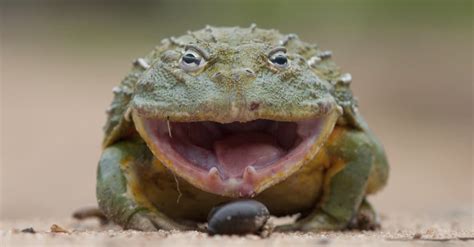 African Bullfrog Teeth: Everything You Need to Know - IMP WORLD