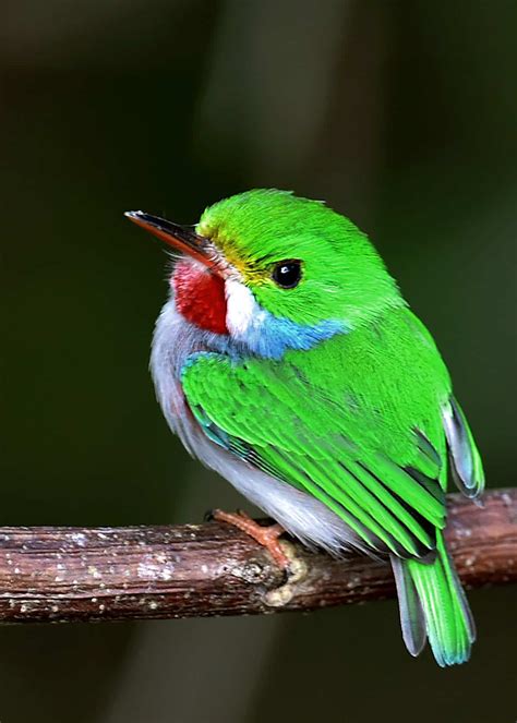 See the cute and colorful little Cuban tody (todus multicolor) bird that looks like it stepped ...