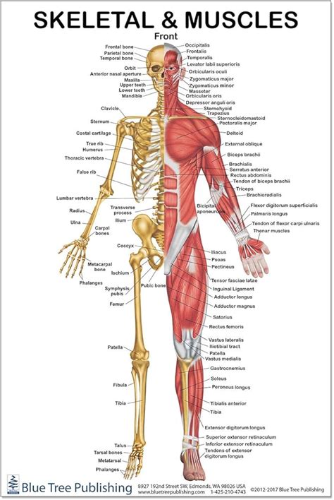 Muscle Anatomy Charts Skeletal Human Body Posters Muscle Structure, Muscle Anatomy, Human Muscle ...