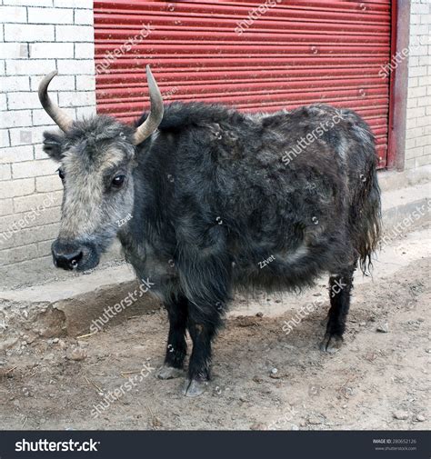 Young Dzo Yak Tibet Dzo Hybrid Stock Photo 280652126 | Shutterstock