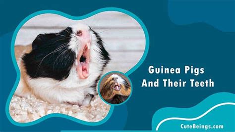 Guinea Pig Teeth: A Guide To Guinea Pig Dental Care - Cute Beings