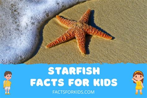 18 Starfish Facts for Kids to Spark Your Imagination – Facts For Kids