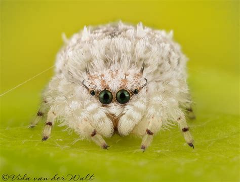 South African snowball spider? you can't make this up. : r/spiders