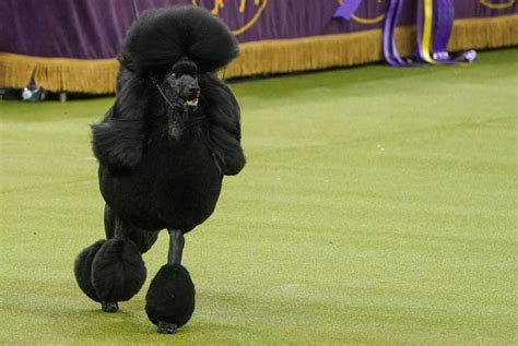 Siba the poodle wins best in show at Westminster | CANVAS Arts