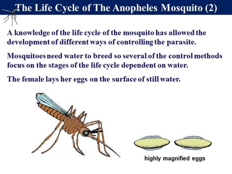 3.5 Communicable Disease - Protist Example (Plasmodium & Malaria) | Teaching Resources