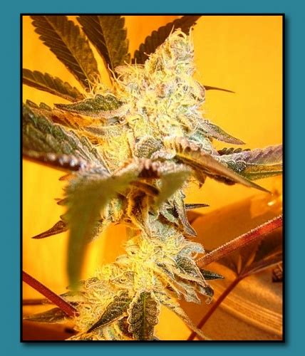 Animal Face from Seed Junky Genetics | strains.io | cannabis marijuana ...