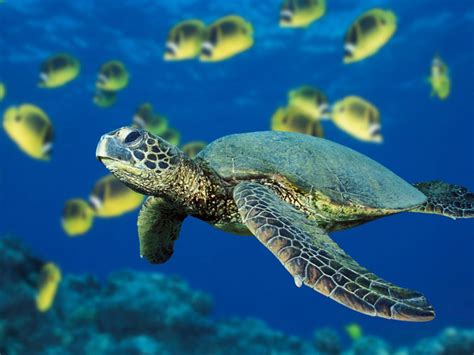 Hawaiian Green Sea Turtle - Animals Wallpapers