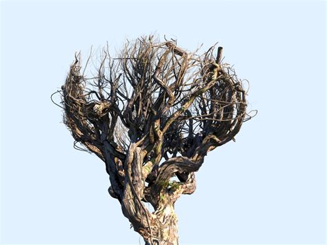 Tree Head Hd 3D Model - TurboSquid 1287603