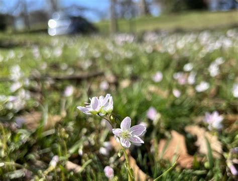 Spring Beauties: Bee + Bloom – Sidewalk Nature