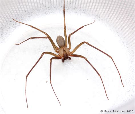 The Brown Recluse Spider: Facts & Control - Alabama Cooperative Extension System