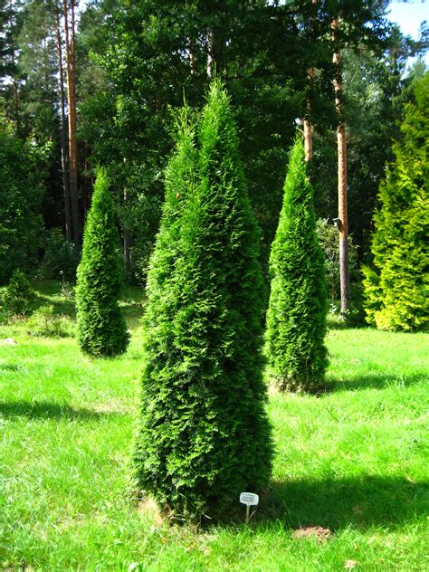 File:Podlaskie - Suprasl - Kopna Gora - Arboretum - Thuja occidentalis ...