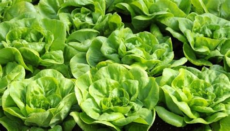 Hydroponic Lettuce 101 – Guide To Growing Perfect Greens