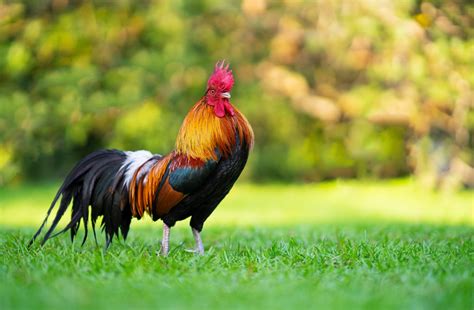 How to Understand the Hadith about Rooster Crowing? - SeekersGuidance