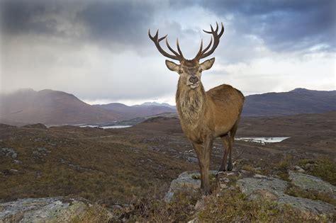 Rewilding conference signals fresh thinking for Scotland’s land and ...