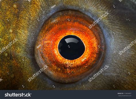 13,260 Pond Fish Eye Images, Stock Photos & Vectors | Shutterstock