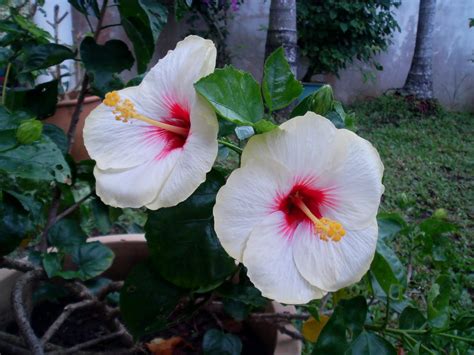 Laman Kambatik Plants list (3rd ed.): Hibiscus hybrid flowers