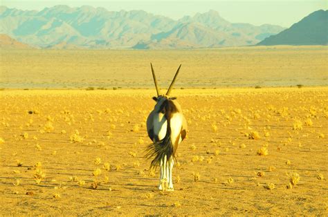 Namibia Safaris | Luxurious Namibia Tours and Vacations