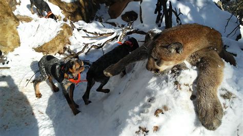 2018 Navajo Mountain Lion hunt with hounds Pup training season - YouTube