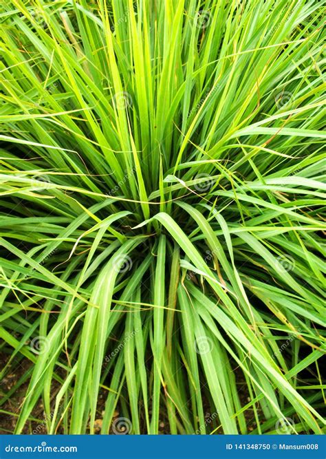 Cymbopogon Citratus Plants in Nature Garden Stock Photo - Image of ...