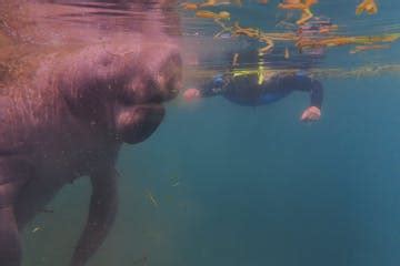 Snorkel with Manatees in Crystal River, Florida | Nature's Discovery