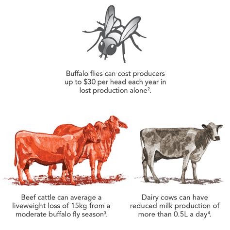 How to Control and Treat Buffalo Fly in Cattle | Elanco