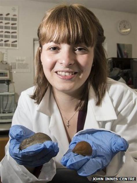 Spanish slug invasion: Scientists seek public's help - BBC News