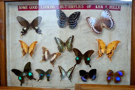 Butterfly Museum, Shillong - Timings, Entry Fees, Location - Holidify