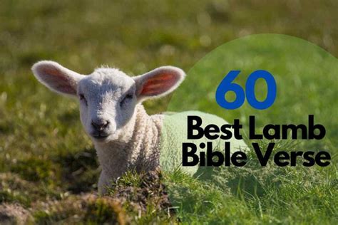 60 Best Lamb Bible Verse – Bible Verses of the day