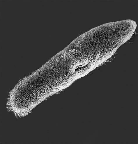 Protozoan (paramecium Sp.) Photograph by Dennis Kunkel Microscopy/science Photo Library