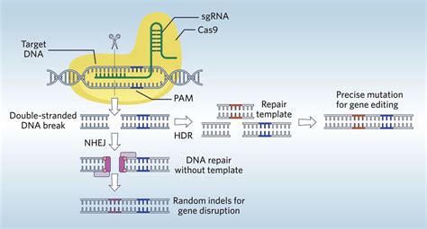 CRISPR Gene Editing: Cas9 and Beyond | The Scientist Magazine®