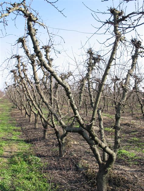 National Peach Month! | California Farmland Trust