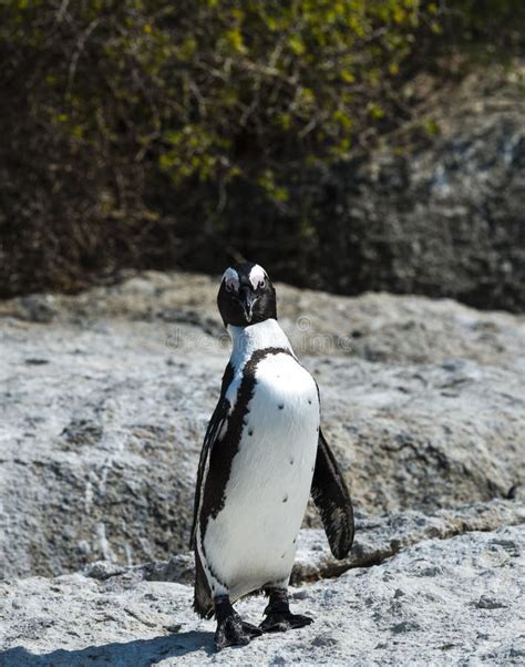 African Penguins at Boulders Beach Stock Photo - Image of reserve, colony: 52715290