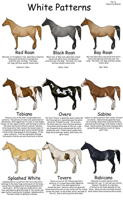 Equine Colors- White Patterns | Horse breeds, Horses, Horse color chart