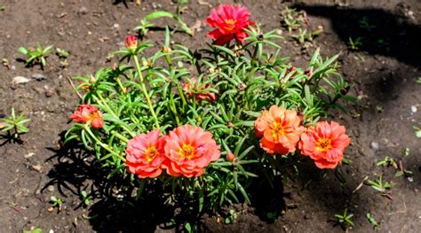 How to Plant, Grow and Care For Portulaca