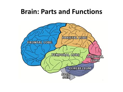 Parts Of The Brain And Their Functions, 57% OFF