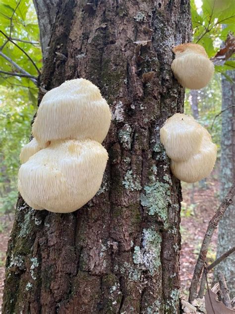 Lion's Mane Mushroom: Identification, Foraging, and Recipes - Mushroom ...