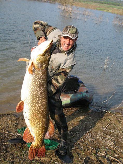 International Fishing News: ITALY: World record size pike caught!